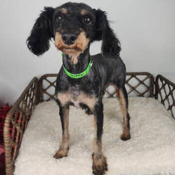Apple -  Miniature Poodle Dog for Adoption in Fort Wayne, Indiana - Apple | PetCurious