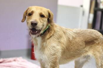 Poodle and Retriever Dogs Available for Adoption in Manchester, New Hampshire - Officer In NH! Come Meet Our Adoptable Dogs Wednesday-Saturday.  | PetCurious