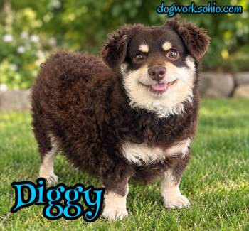 Diggy -  Miniature Poodle and Dachshund Dog for Adoption in Toledo, Ohio - Diggy | PetCurious