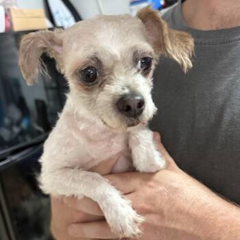 Shana -  Shih Tzu Dog for Adoption in Columbia, South Carolina - Shana | PetCurious