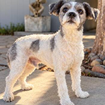 Oreo -  Maltese and Mixed Breed Dog for Adoption in Lathrop, California - Oreo | PetCurious