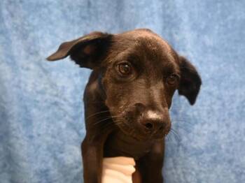 Alice -  Labrador Retriever and Pit Bull Terrier Dog for Adoption in Portland, Oregon - Alice | PetCurious