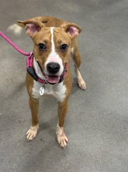 CORAL -  Pit Bull Terrier and Mixed Breed Dog for Adoption - CORAL | PetCurious