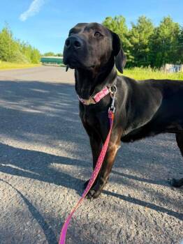 Aria -  Black Labrador Retriever Dog for Adoption in Ashland, Wisconsin - Aria | PetCurious