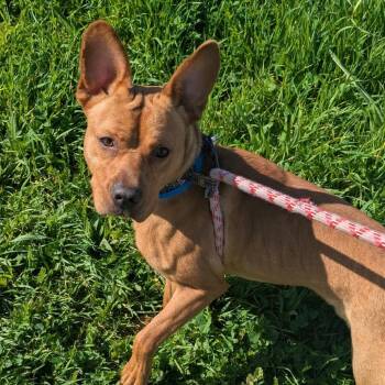 French Bulldog and Mixed Breed Dogs Available for Adoption - Cedric | PetCurious