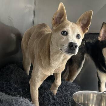 Baby Girl -  Chihuahua and Mixed Breed Dog for Adoption in Lyndhurst, Virginia - Baby Girl | PetCurious