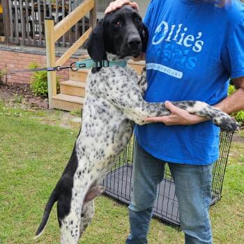 German Shorthaired Pointer Dogs Available for Adoption in Myrtle Beach, South Carolina - Storm Trooper | PetCurious