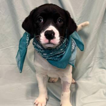 Mixed Breed Dogs Available for Adoption - Brioche | PetCurious