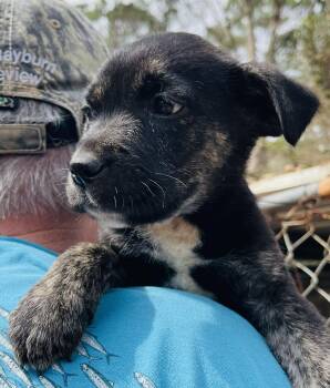 Golden Retriever and Mixed Breed Dogs Available for Adoption - Fred | PetCurious