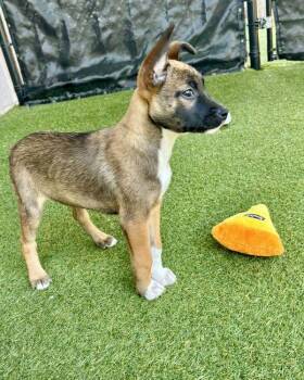 Belgian Shepherd Malinois Dogs Available for Adoption in Novato, California - Chia | PetCurious