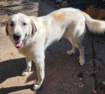 Rescue Great Pyrenees Dogs for Adoption in Decatur, Georgia - Thor | PetCurious