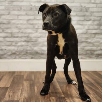 Labrador Retriever Dogs Available for Adoption - Sirius | PetCurious