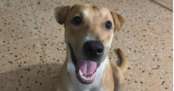 Rescue Pit Bull Terrier Dogs for Adoption in Naranjito, Naranjito - Julia | PetCurious