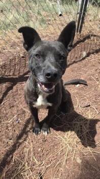 Rescue Terrier and Pit Bull Terrier Dogs for Adoption in Pinetop-lakeside, Arizona - Bane | PetCurious