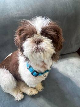 Mayla -  Shih Tzu Dog for Adoption in Worcester, Massachusetts - Mayla | PetCurious