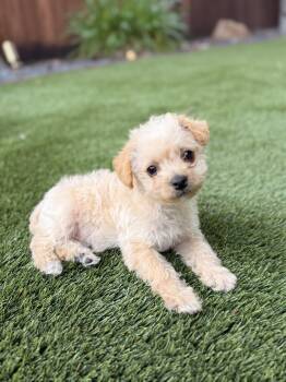 Terrier Dogs Available for Adoption - Bear | PetCurious