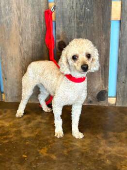 ROMEO 425 -  Poodle Dog for Adoption in New Berlin, Wisconsin - ROMEO 425 | PetCurious