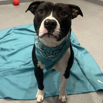 Andy -  Mixed Breed Dog for Adoption in Canal Winchester, Ohio - Andy | PetCurious