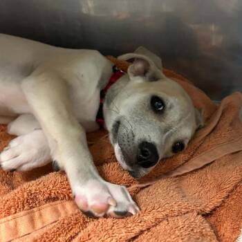 Syrax -  Mixed Breed Dog for Adoption in West Olive, Michigan - Syrax | PetCurious