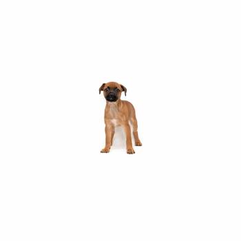 Riley Tiernan -  Mixed Breed Dog for Adoption in Los Angeles, California - Riley Tiernan | PetCurious