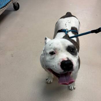 Mixed Breed Dogs Available for Adoption in Newark, New Jersey - Calzone | PetCurious
