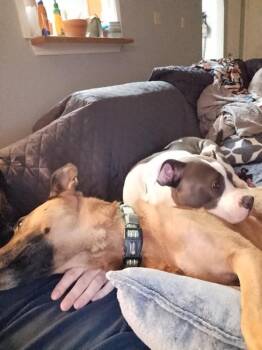 Bailey -  Pit Bull Terrier Dog for Adoption in Austin, Texas - Bailey | PetCurious