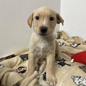 Rescue Labrador Retriever and Hound Dogs for Adoption in Kannapolis, North Carolina - Willard | PetCurious