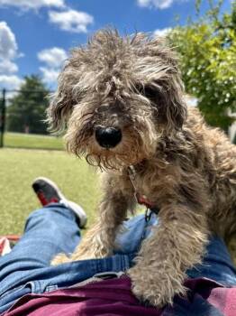Penny For Your Troubles -  Mixed Breed Dog for Adoption in Wichita, Kansas - Penny For Your Troubles | PetCurious