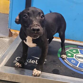 Rescue Hound Dogs for Adoption in Wahiawa, Hawaii - Chyna | PetCurious