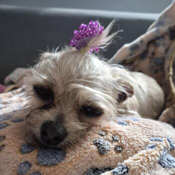 Yorkshire Terrier Dogs Available for Adoption - Duchess | PetCurious