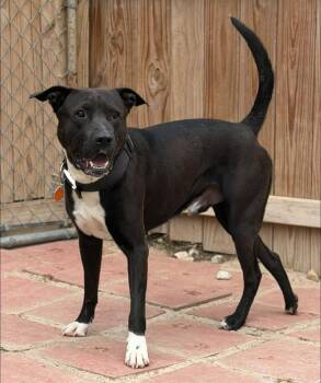 Pit Bull Terrier Dogs Available for Adoption in Fort Worth, Texas - Nash | PetCurious