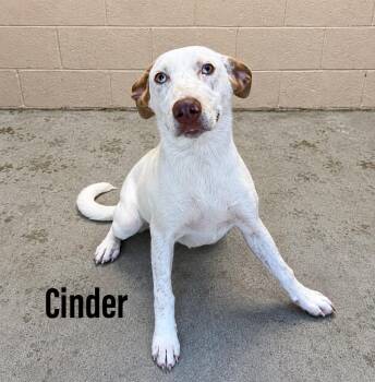 Cinder -  Australian Cattle Dog Blue Heeler and Labrador Retriever Dog for Adoption in Clearfield, Kentucky - Cinder | PetCurious
