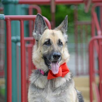 Ruby Moon -  German Shepherd Dog Dog for Adoption in Gretna, Nebraska - Ruby Moon | PetCurious