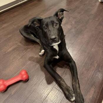 Trix -  Labrador Retriever and Shepherd Dog for Adoption in Rock Hill, South Carolina - Trix | PetCurious