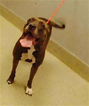 Rescue Cane Corso and Mixed Breed Dogs for Adoption in Las Vegas, Nevada - JUST-US | PetCurious