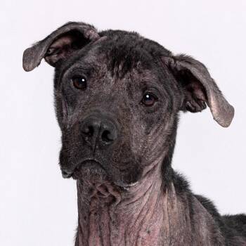 Henry -  Mixed Breed Dog for Adoption in Leander, Texas - Henry | PetCurious