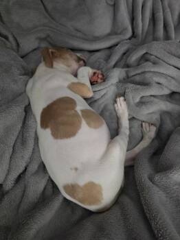Chester "Chetther -  Pit Bull Terrier and Mixed Breed Dog for Adoption in Hortense, Georgia - Chester "Chetther | PetCurious