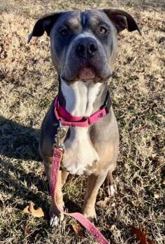 Ramona -  Pit Bull Terrier and Mixed Breed Dog for Adoption in Kansas City, Missouri - Ramona | PetCurious