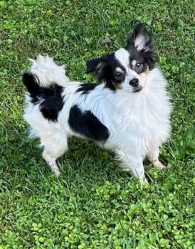 Sully -  Papillon and Mixed Breed Dog for Adoption in Ellicott City, Maryland - Sully | PetCurious