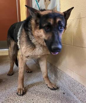 RUPPERT -  German Shepherd Dog Dog Available for Adoption in Blythe, California - RUPPERT | PetCurious