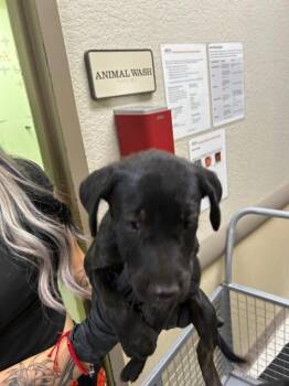 Guido -  Black Labrador Retriever Dog for Adoption in Hobbs, New Mexico - Guido | PetCurious