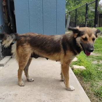 Shepherd Dogs Available for Adoption in Woodstock, Ontario - Nia | PetCurious