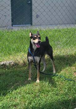Rescue Miniature Pinscher Dogs for Adoption in Pottstown, Pennsylvania - Mandy | PetCurious
