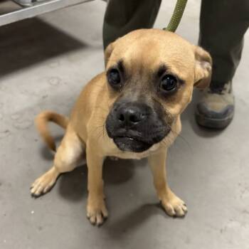 Rescue Pug and Chihuahua Dogs for Adoption in Yuma, Arizona - Brent | PetCurious