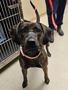 HENNY -  Plott Hound Dog for Adoption in Clyde, North Carolina - HENNY | PetCurious