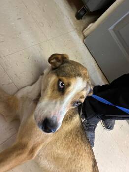 Husky Dogs Available for Adoption in Morgantown, Kentucky - Piper | PetCurious