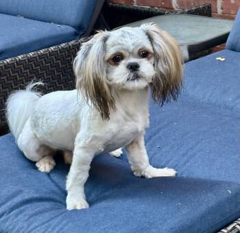 Oliver -  Shih Tzu Dog for Adoption in Plano, Texas - Oliver | PetCurious