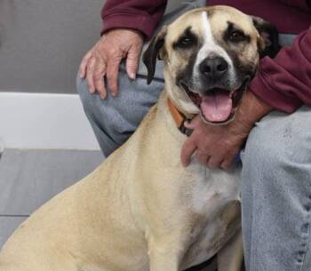 Rescue Mixed Breed Dogs for Adoption in Temple, Texas - Nick | PetCurious