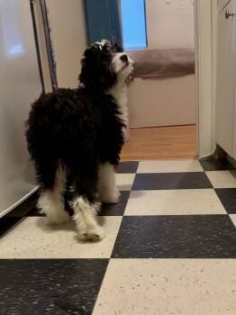 Baxter -  Aussiedoodle Dog for Adoption in Semmes, Alabama - Baxter | PetCurious