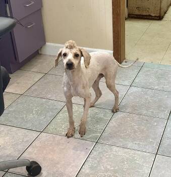 LOOK AT HIS HAIR DOO -  Goldendoodle and Aussiedoodle Dog for Adoption in Northwood, Ohio - LOOK AT HIS HAIR DOO | PetCurious